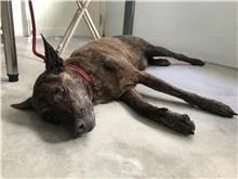 混種犬
