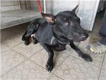 混種犬
