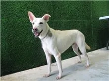 混種犬