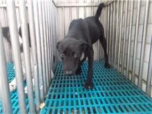 混種犬