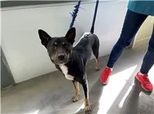 混種犬