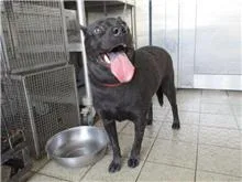 混種犬