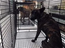 混種犬