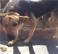 混種犬