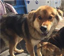 混種犬
