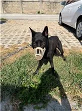混種犬