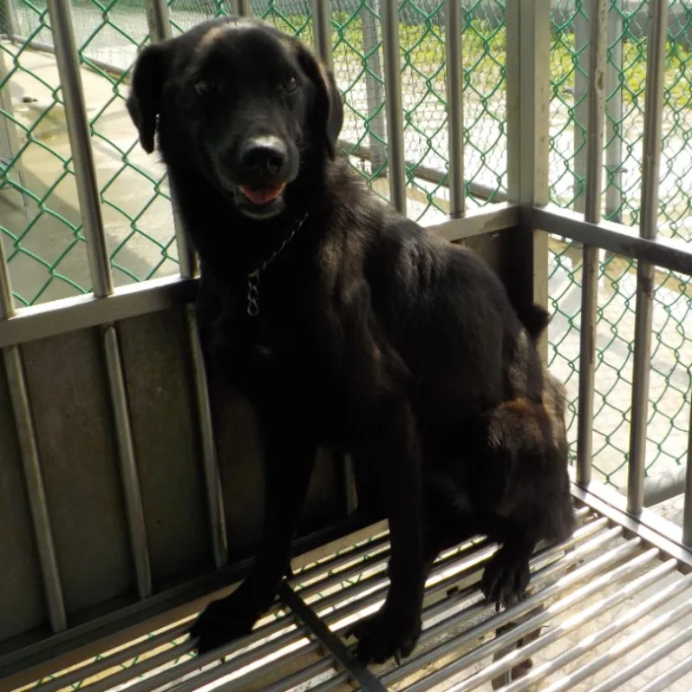 混種犬