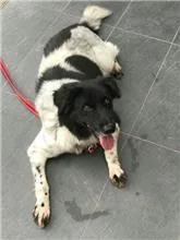 混種犬