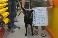 混種犬