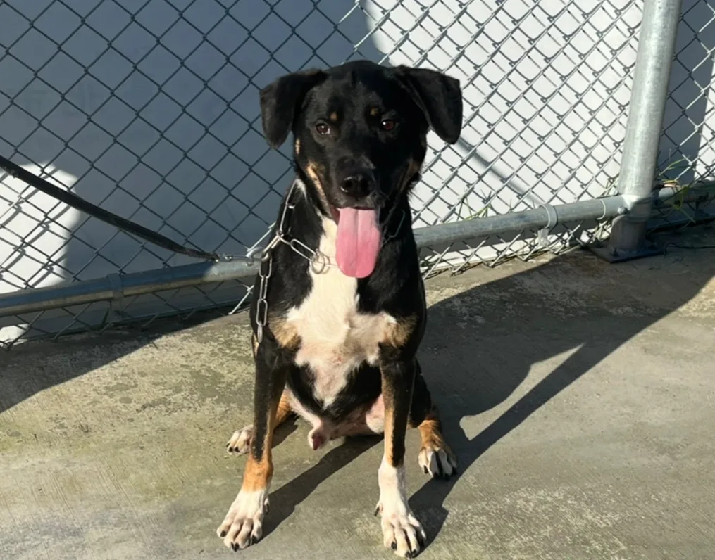 混種犬