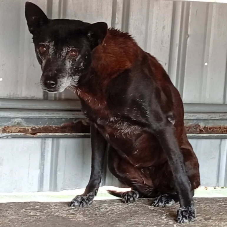混種犬
