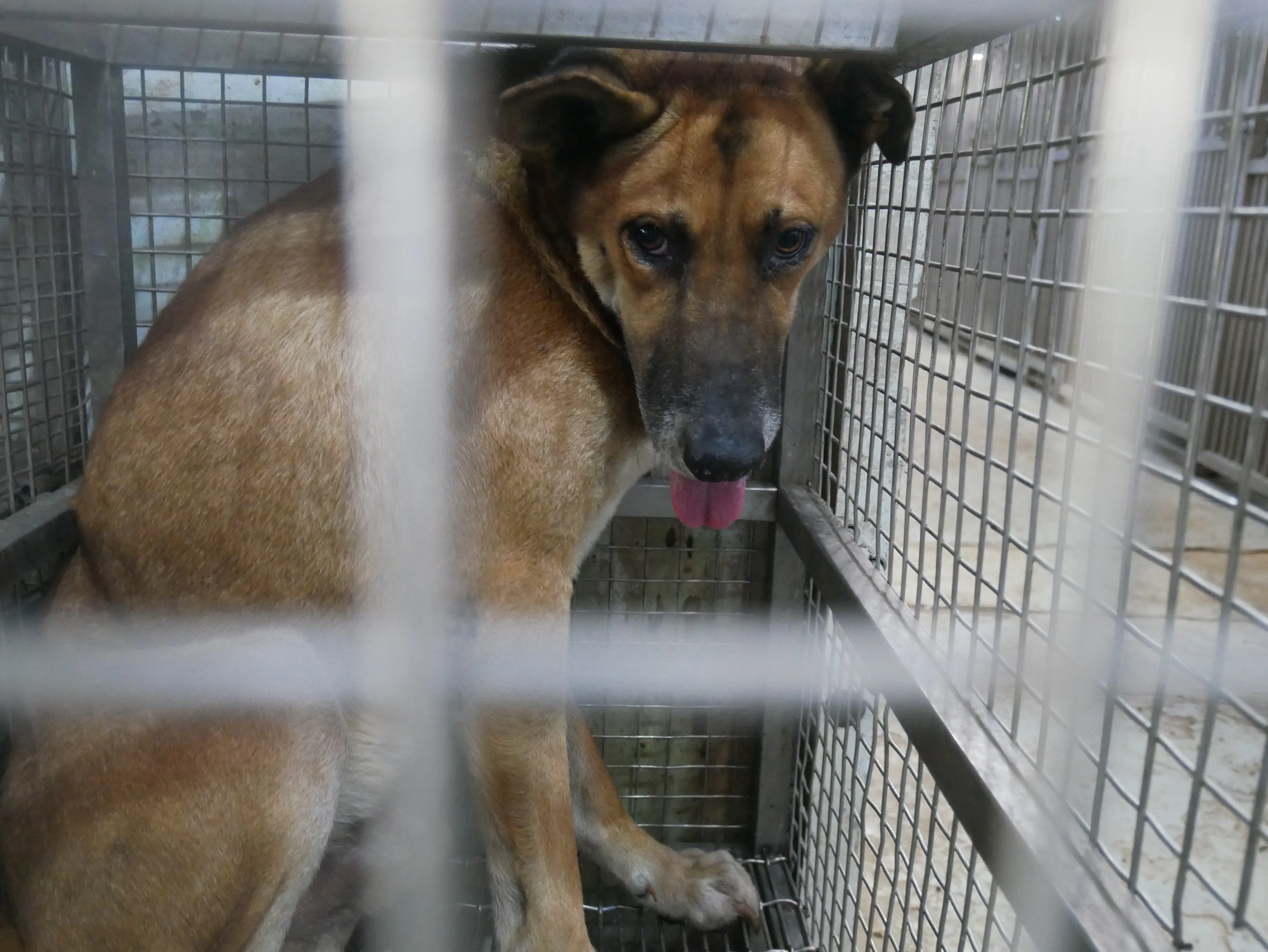 混種犬