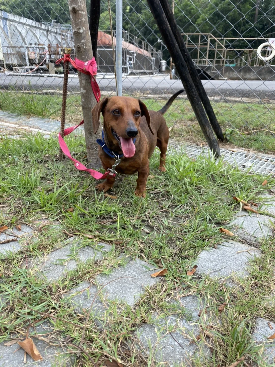 臘腸犬