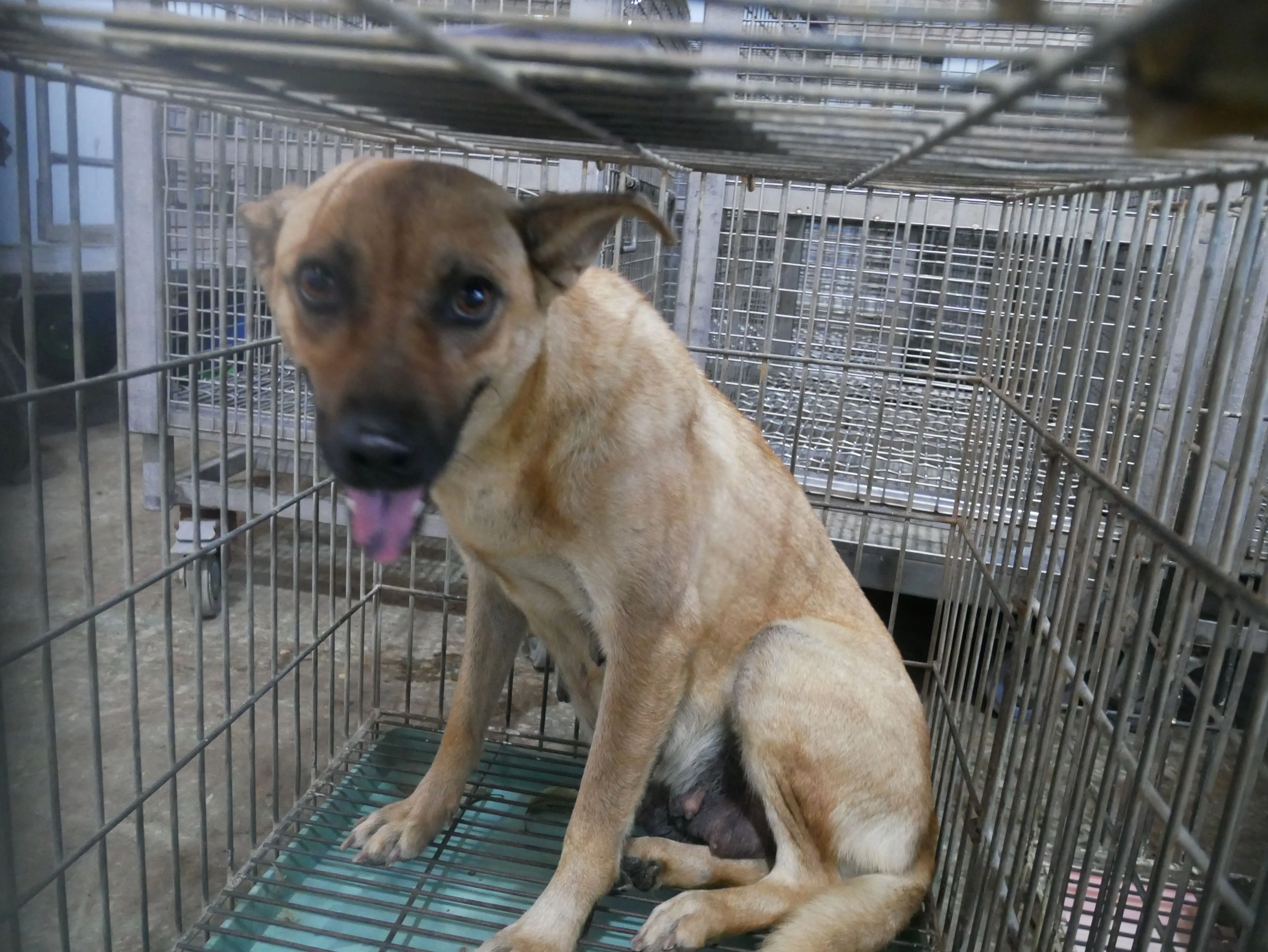 混種犬