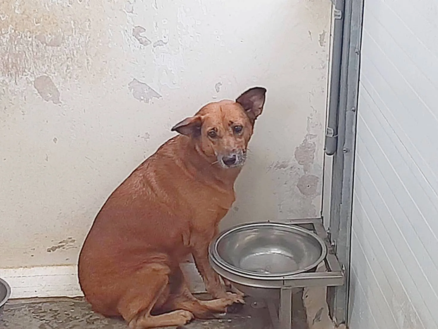 混種犬