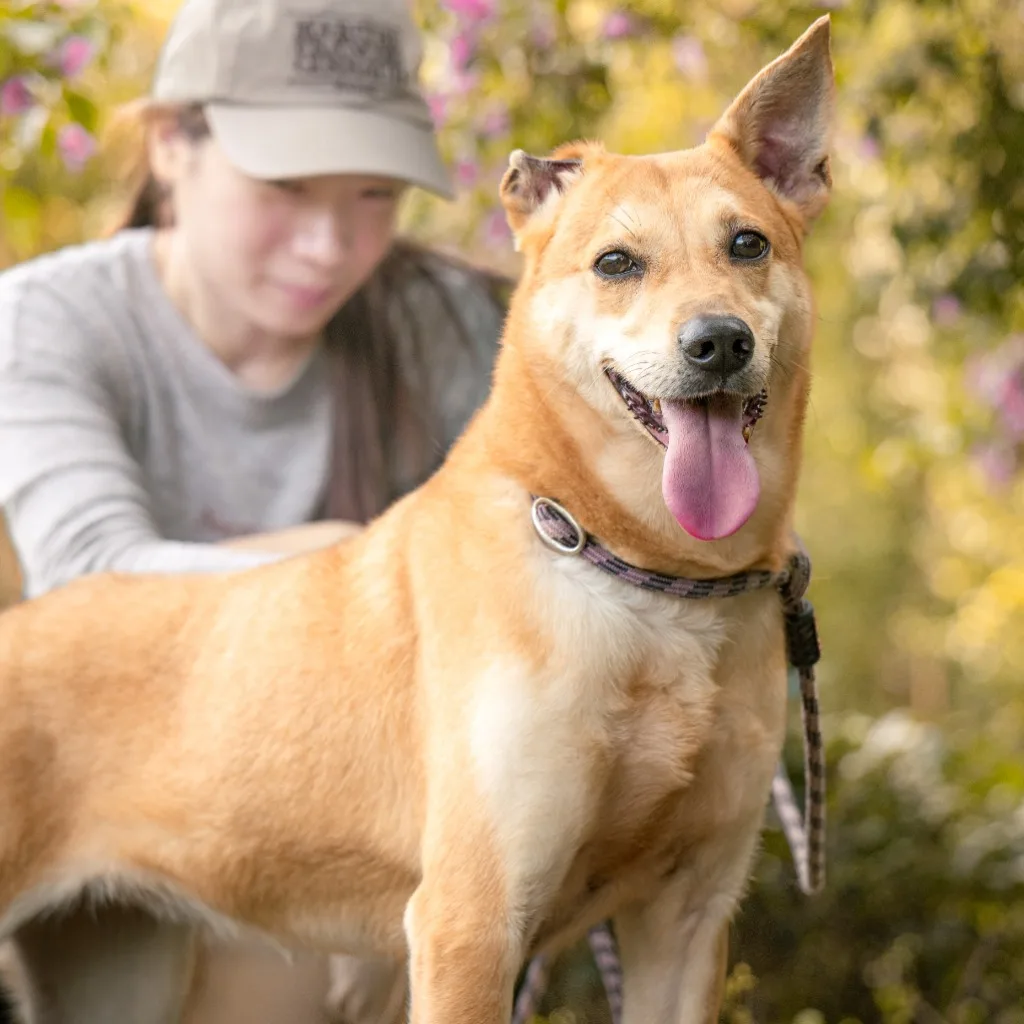 混種犬