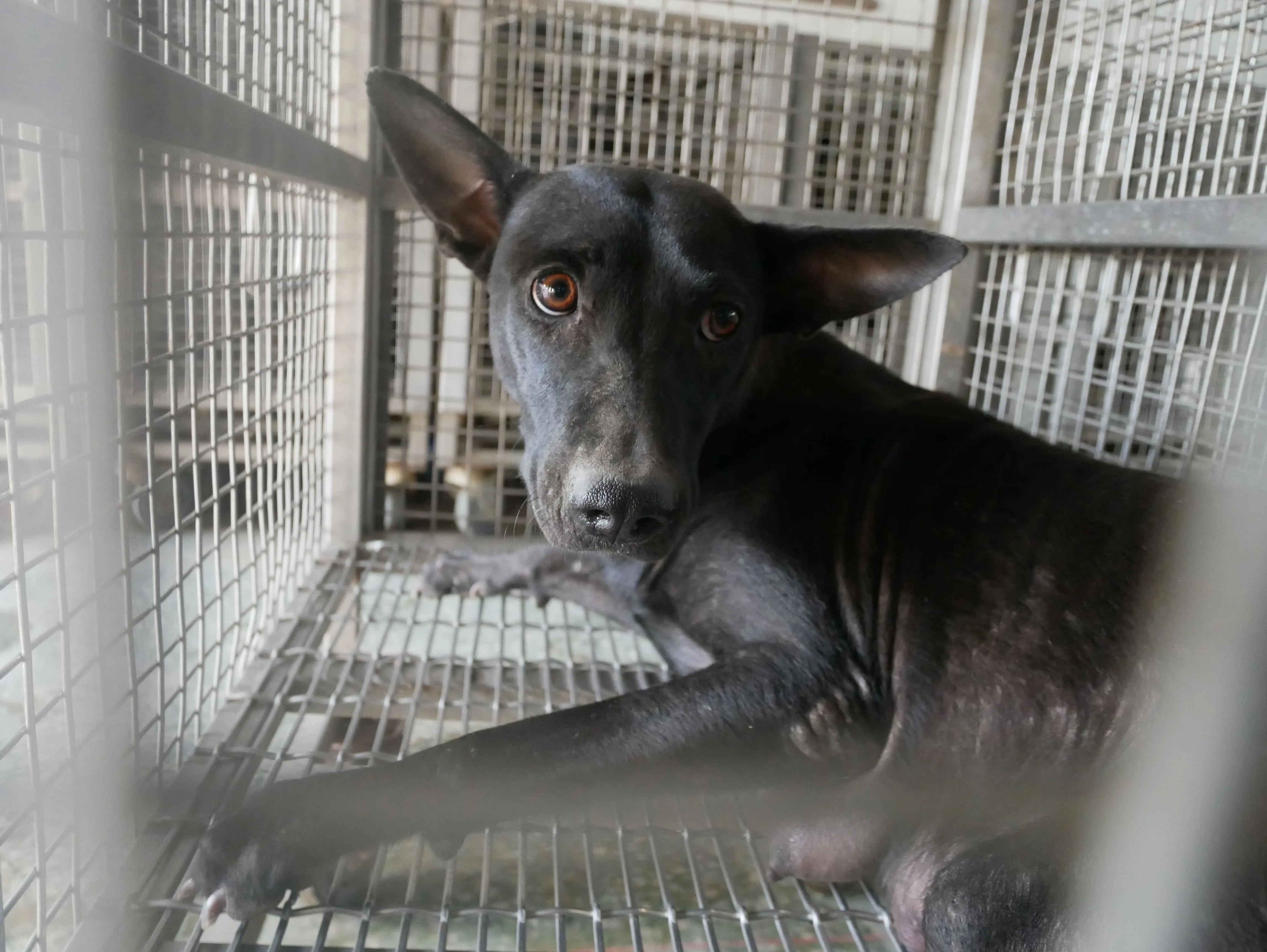 混種犬