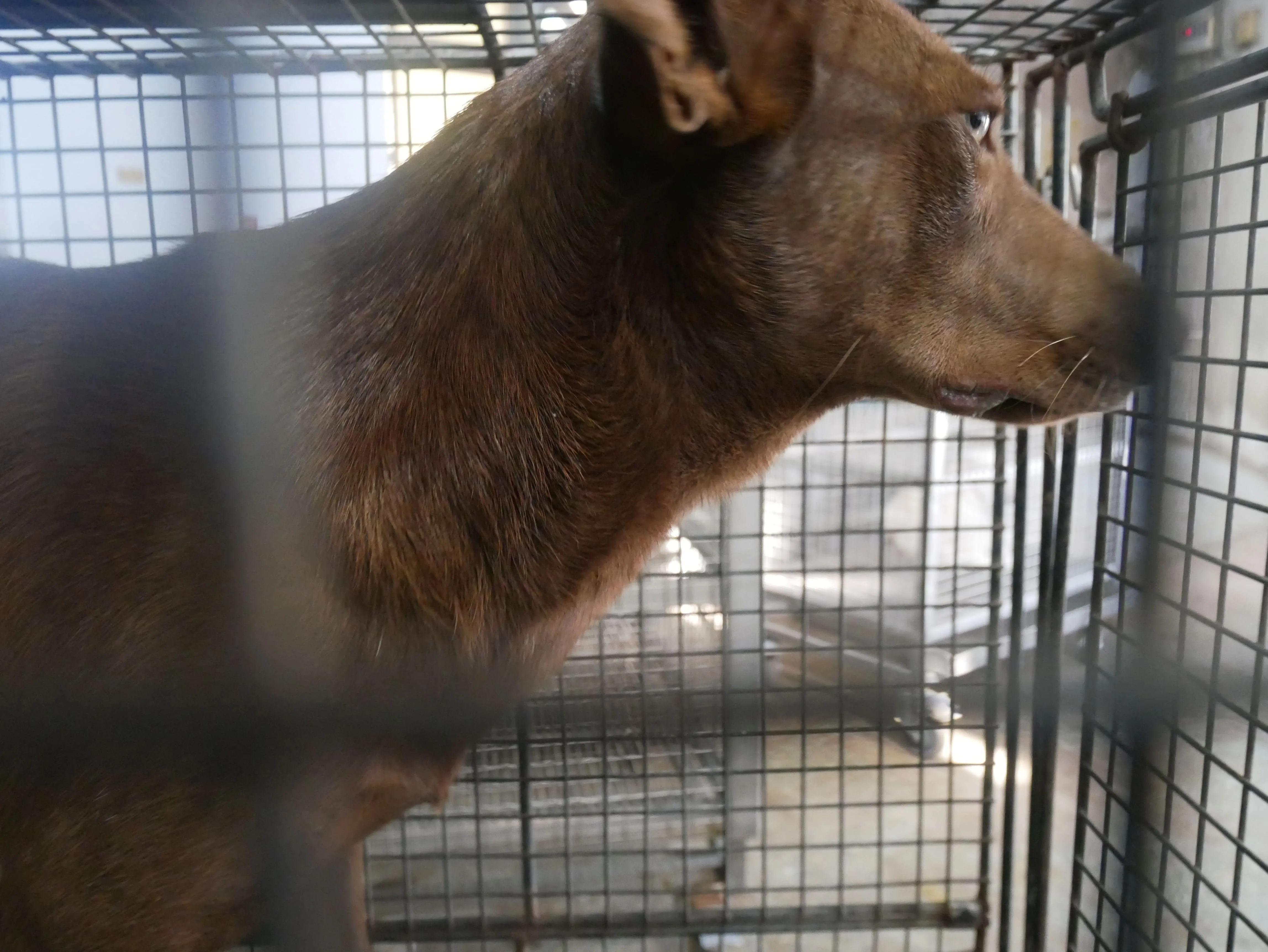 混種犬