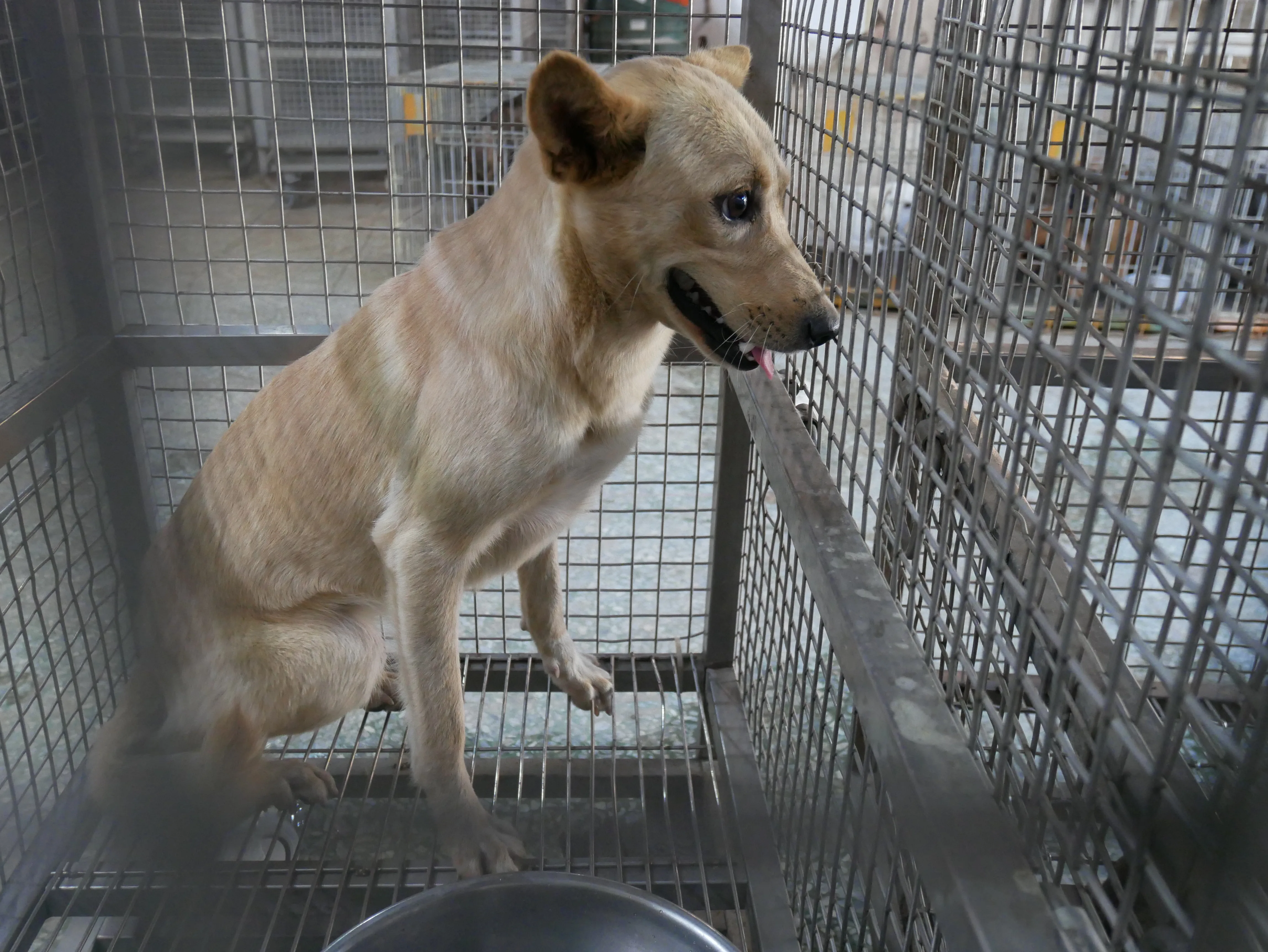 混種犬