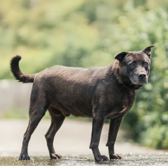 混種犬