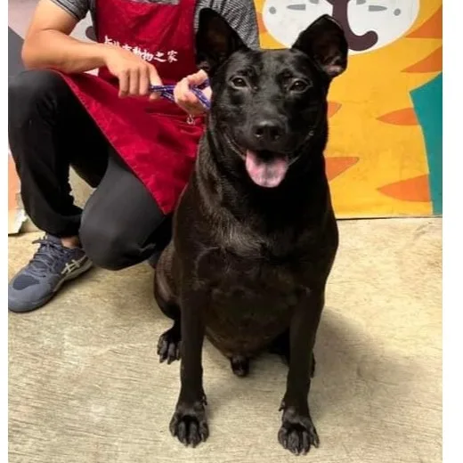 混種犬