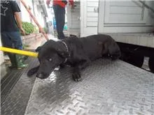 混種犬