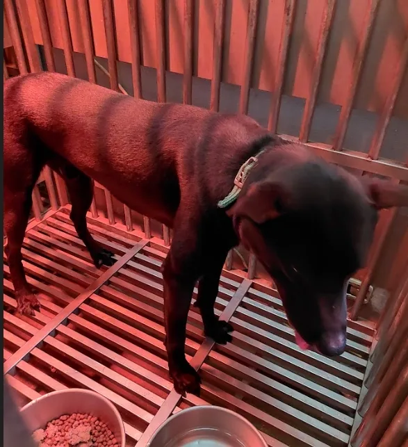 混種犬