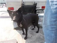 混種犬