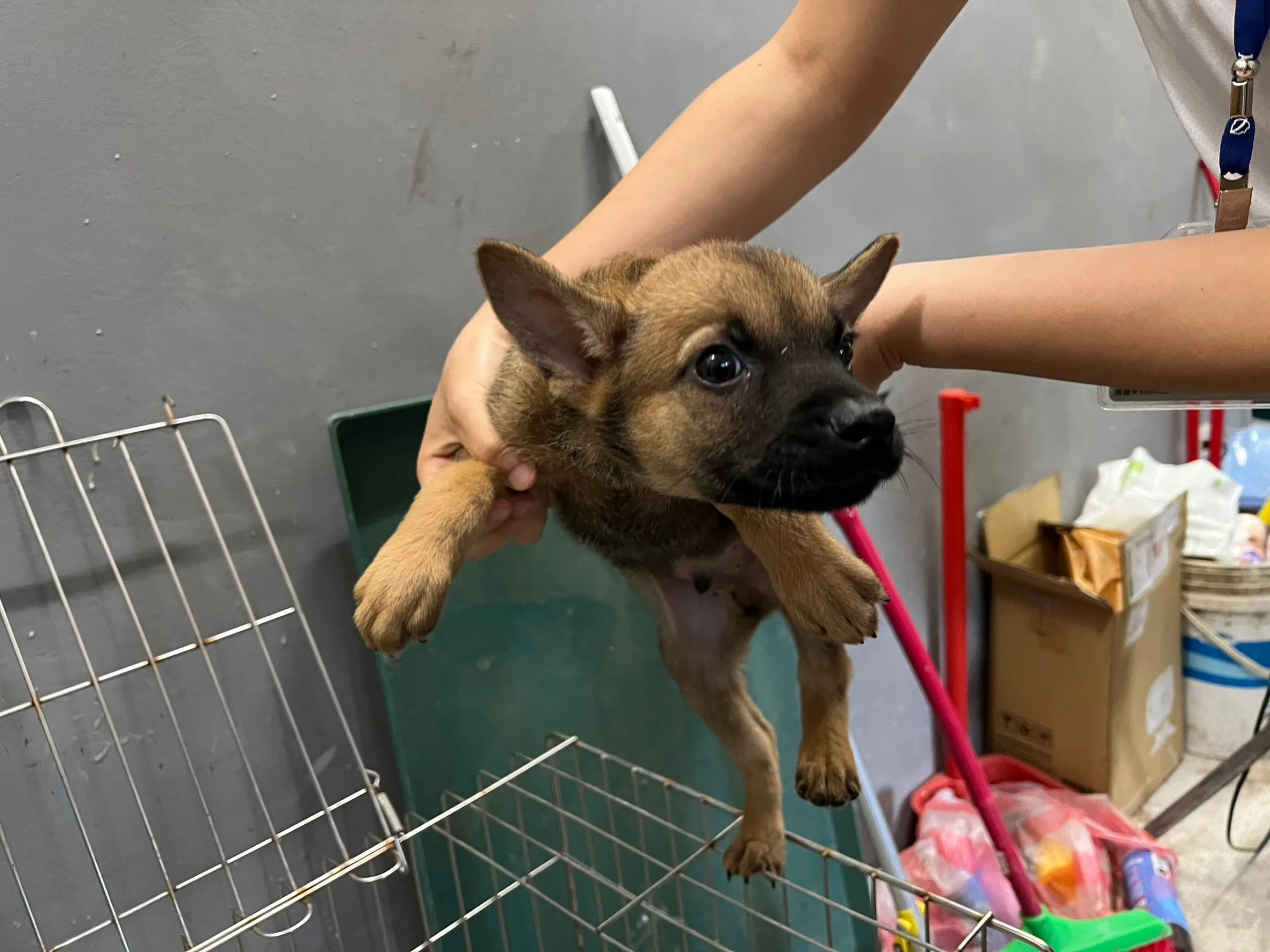 混種犬