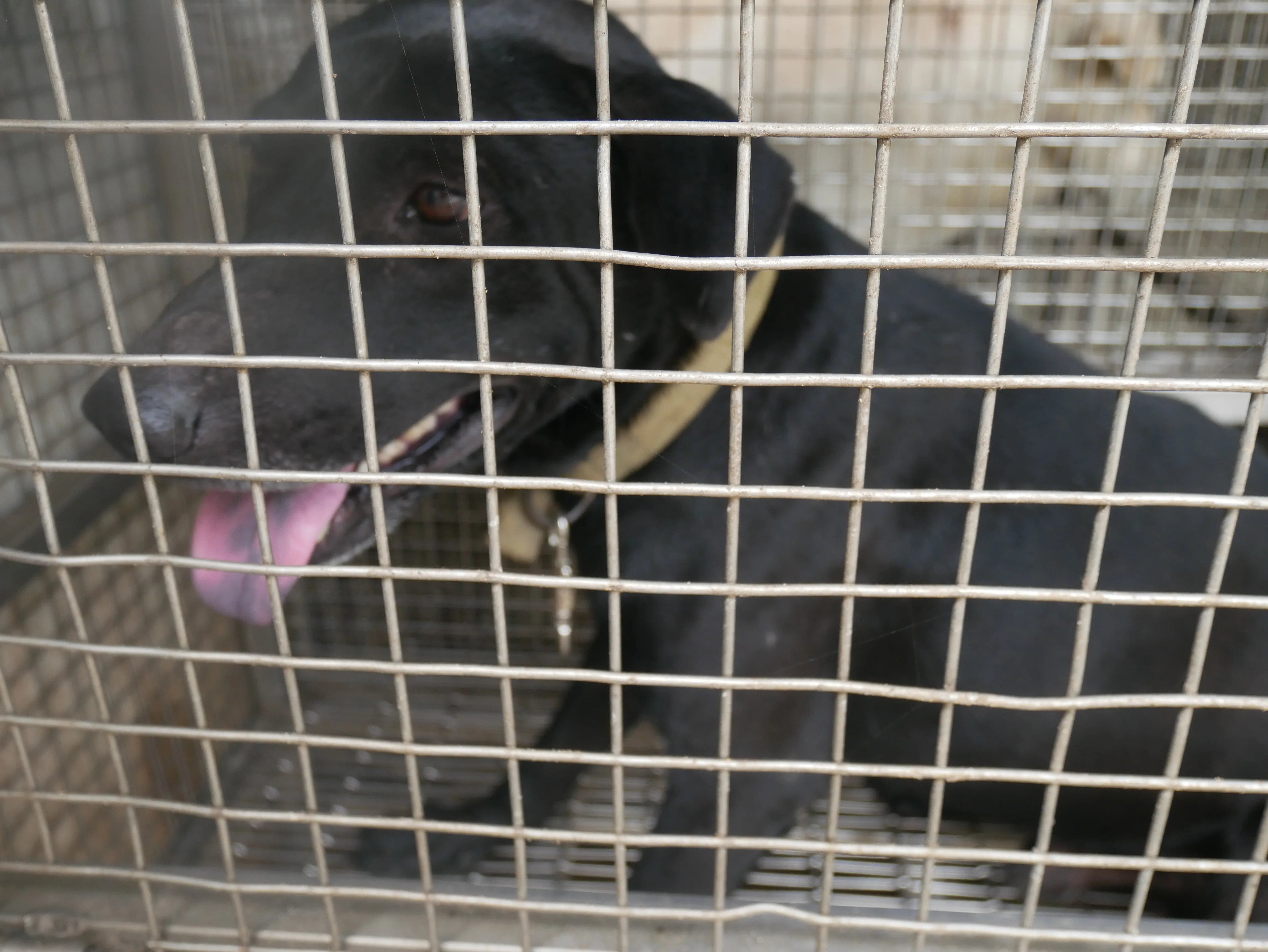 混種犬