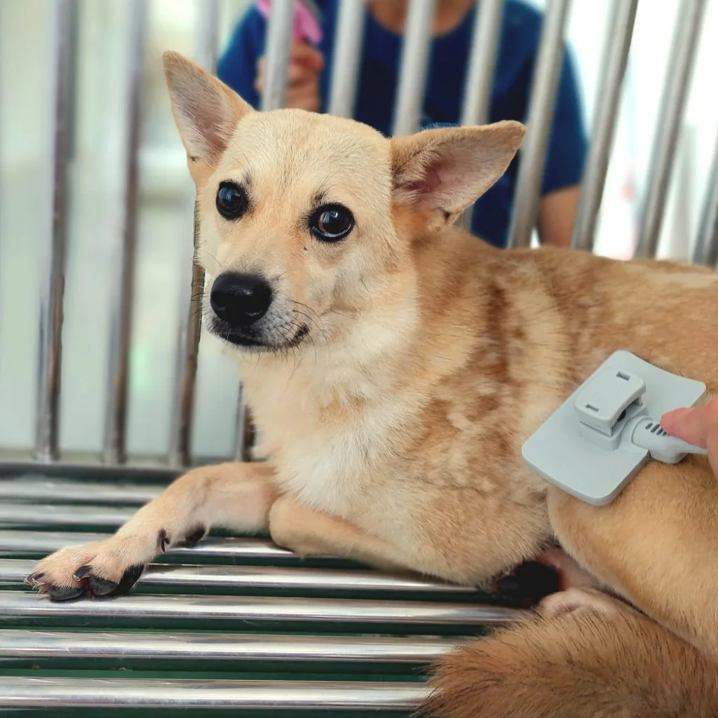 混種犬
