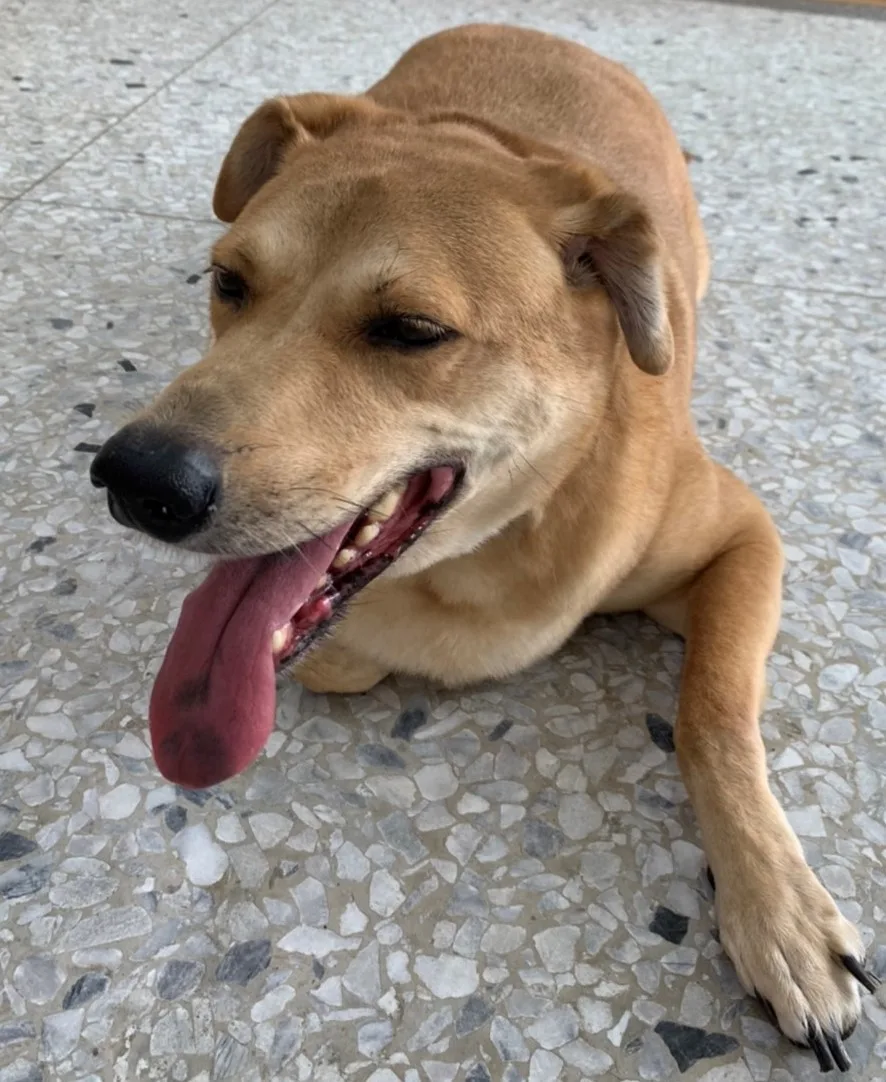 混種犬