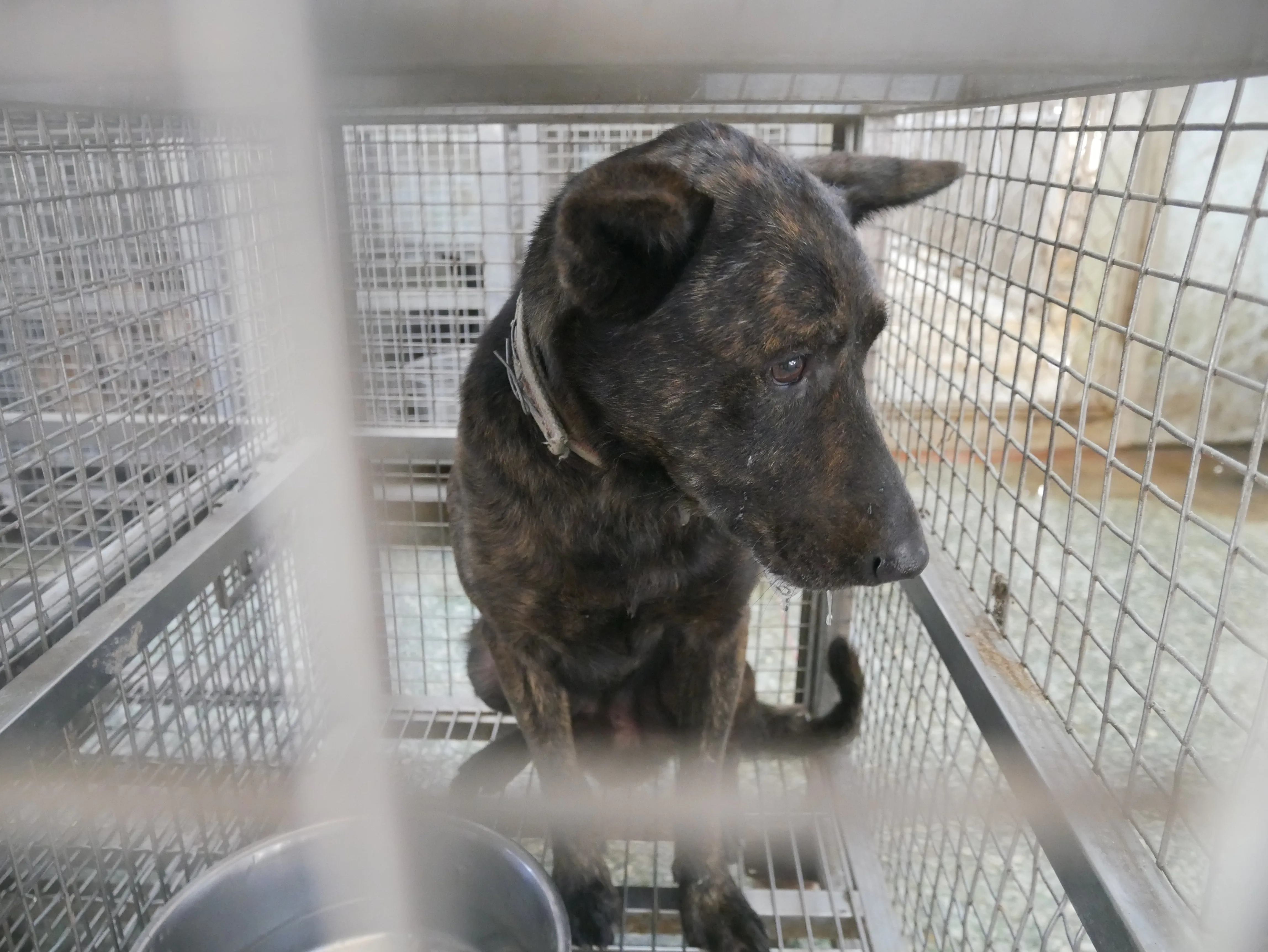混種犬