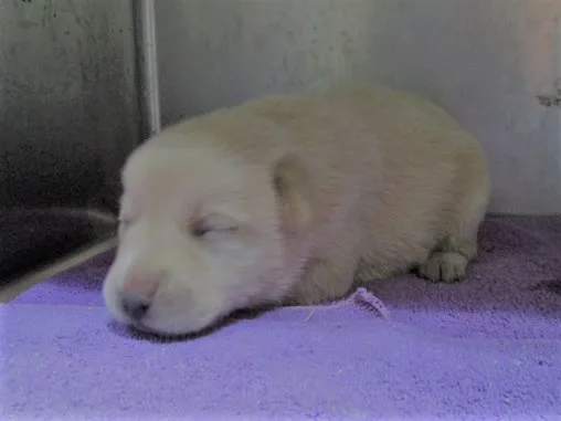 混種犬
