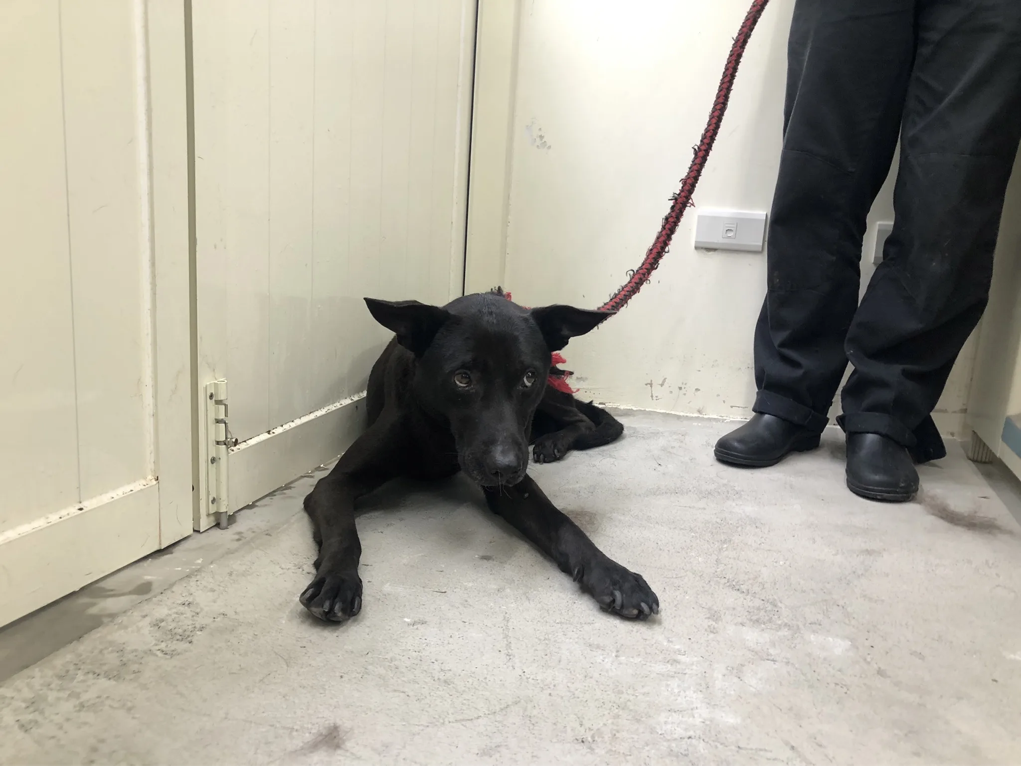 混種犬