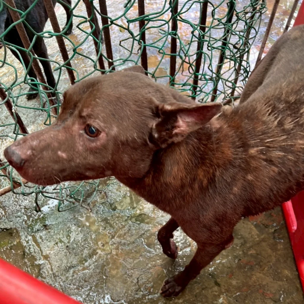 混種犬