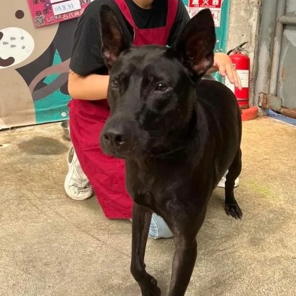 混種犬