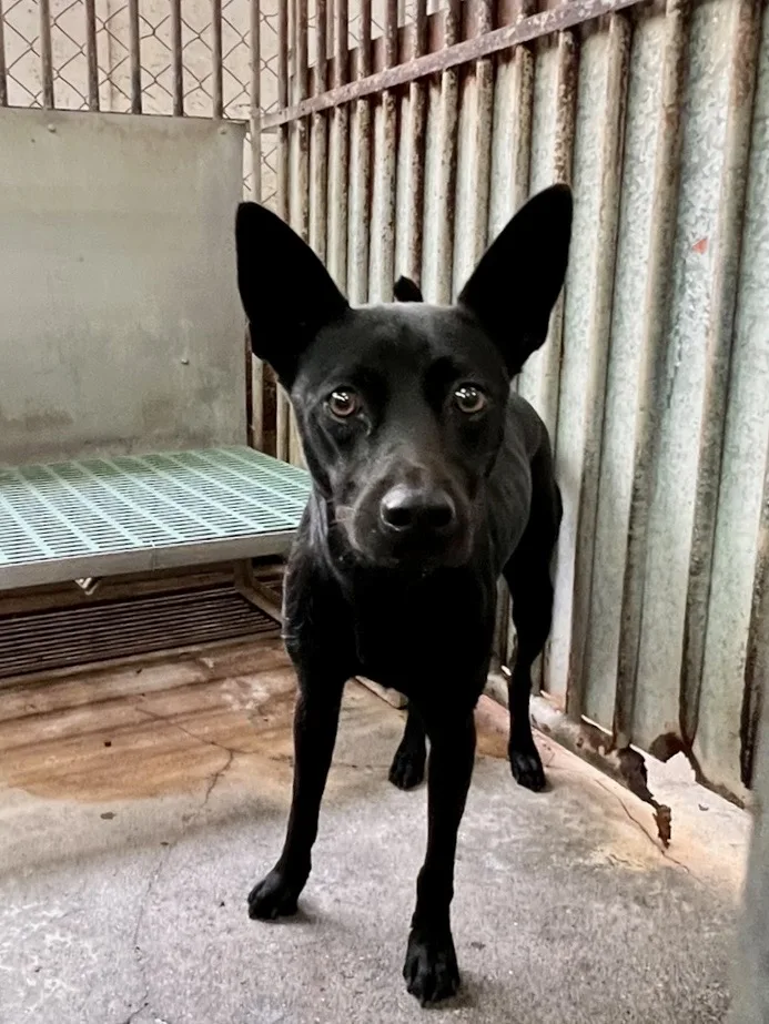 混種犬