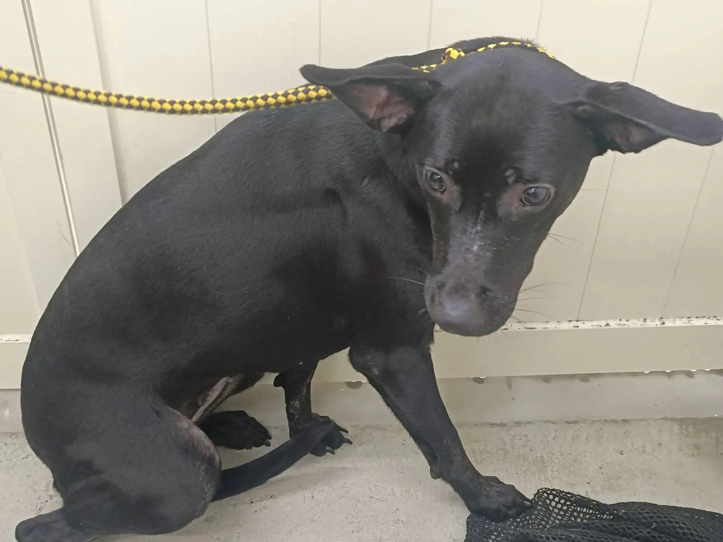 混種犬