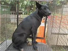 混種犬
