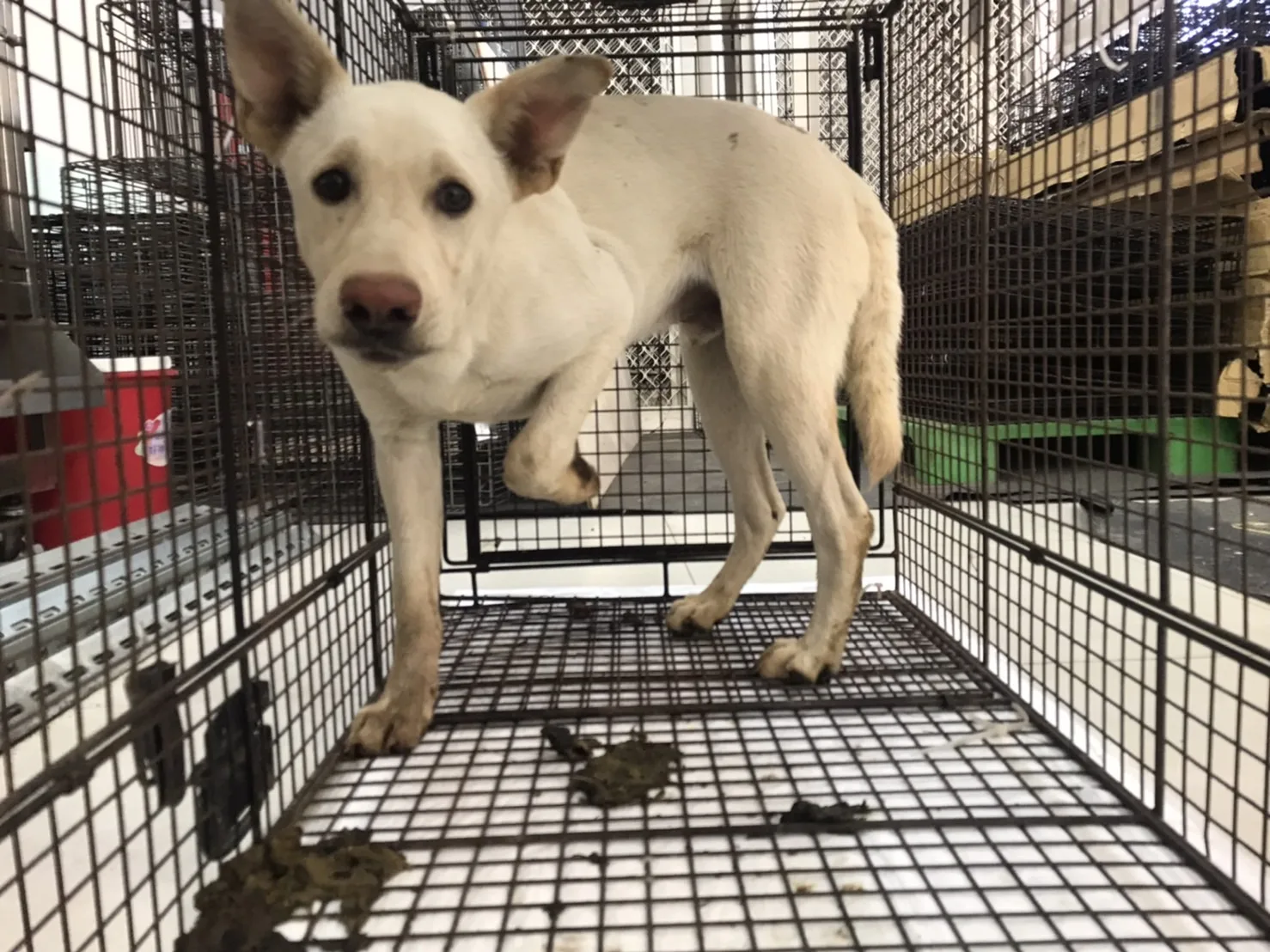 混種犬