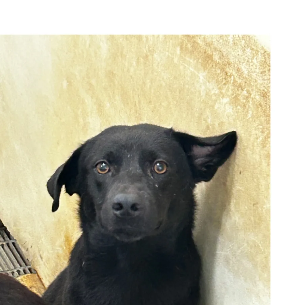 混種犬