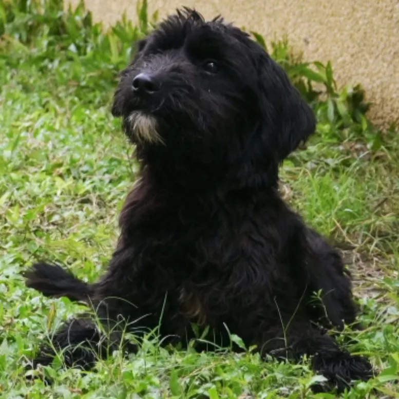 混種犬