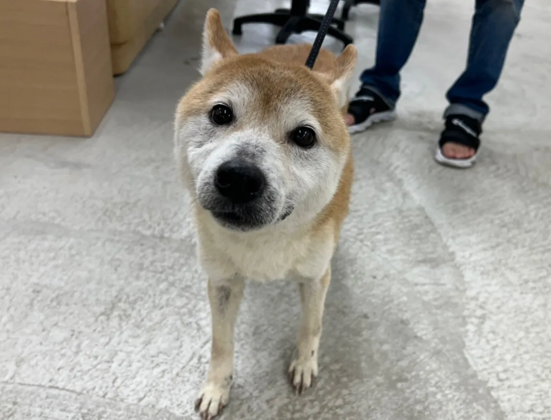 柴犬