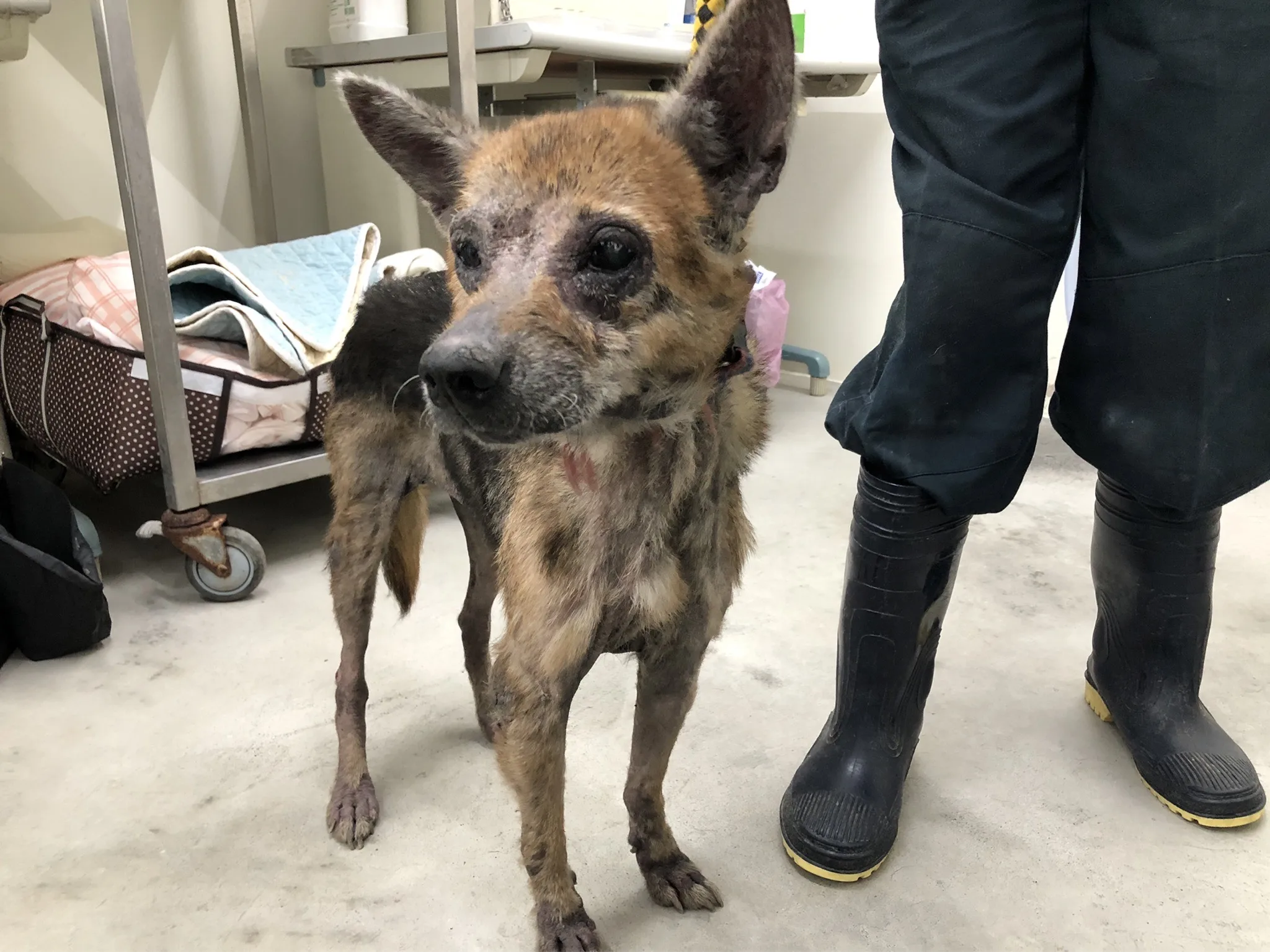 混種犬