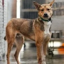 混種犬