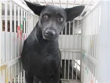 混種犬