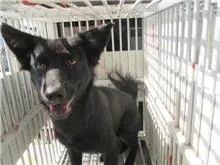 混種犬