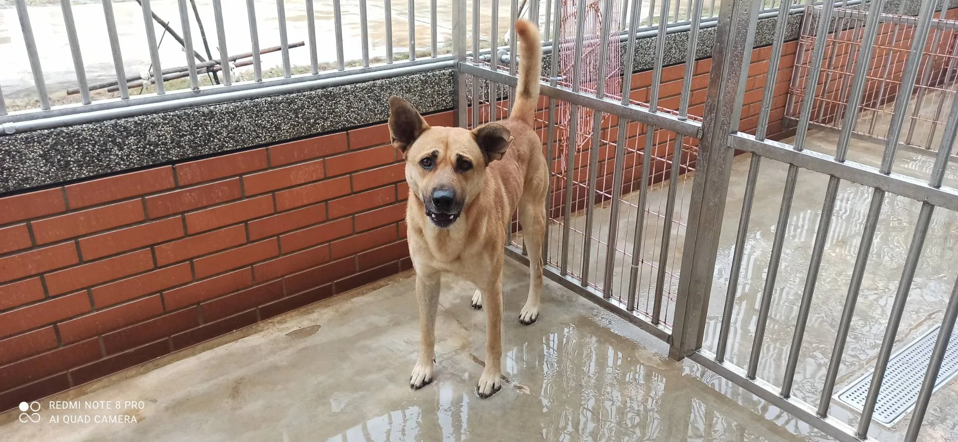 混種犬