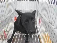 混種犬